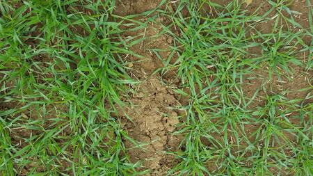 Accordine links im Bild