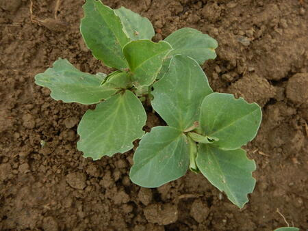 Blattrandkäferfraß