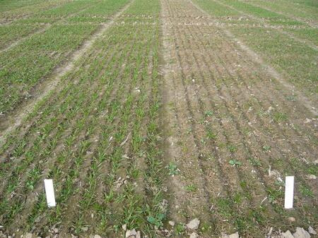 Winterfestigkeit GENIUS (l)