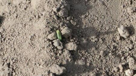 Saattermin 2: 12.04.2019 (Aufnahme vom 24.04.2019)