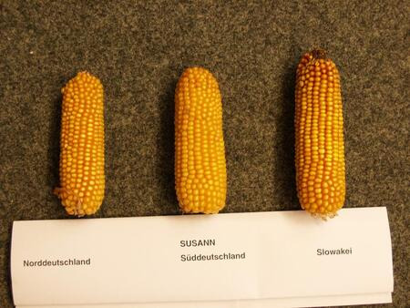 Unterschiedliche Kolbenausprägung, abhg. vom Anbauland