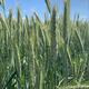 Wintertriticale