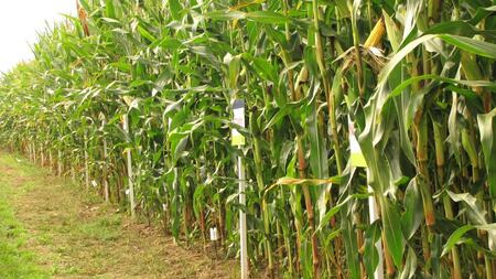 Maisfeldtag 2020 - Demofeld Versuchsstation Bayern