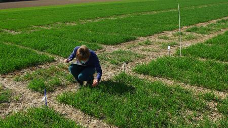 Bonitur Pflanzengesundheit