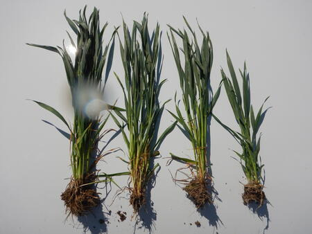 von links nach rechts: Lemmy, Faustus, Elixer, SU Selke