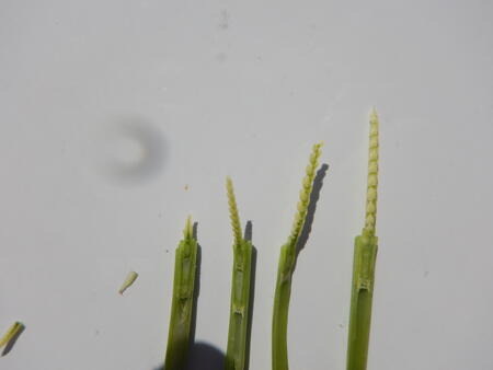 von links nach rechts: SU Selke, Elixer, Faustus Lemmy