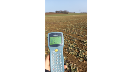 Stand nach Winter in Raps - Februar 2021