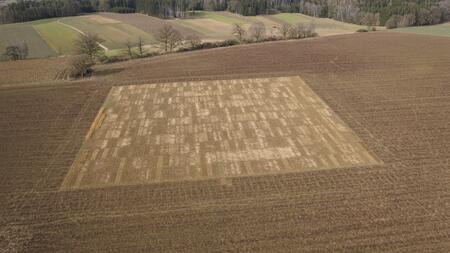 Zwischenfruchtversuch 2020/2021