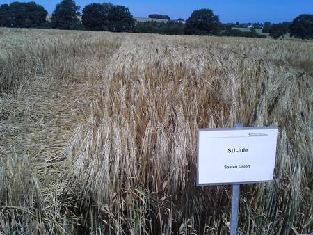 SU JULE in den LSV NRW 2018, PS0-Parzelle