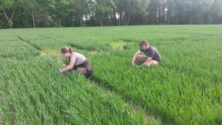 N-Tester Winterweizen