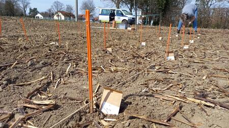 Soja Kühleversuch - Anfang April 2021