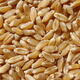 Winterdurum